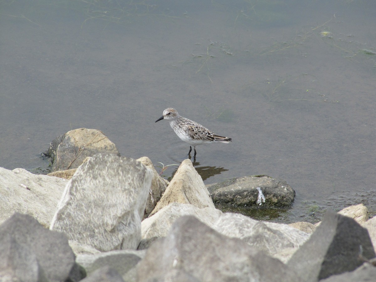 Semipalmated Sandpiper - Adrian Hinkle