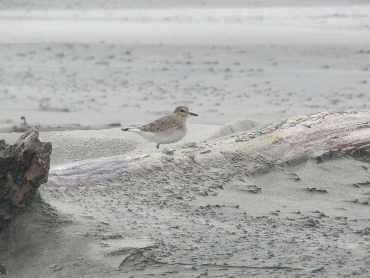 Mountain Plover - ML128355391