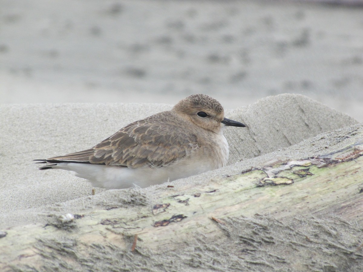Mountain Plover - ML128355401