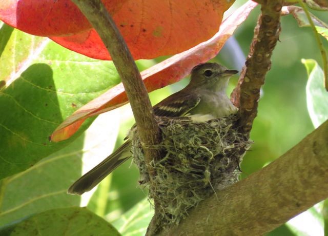 Yellow-bellied Elaenia - ML128356341