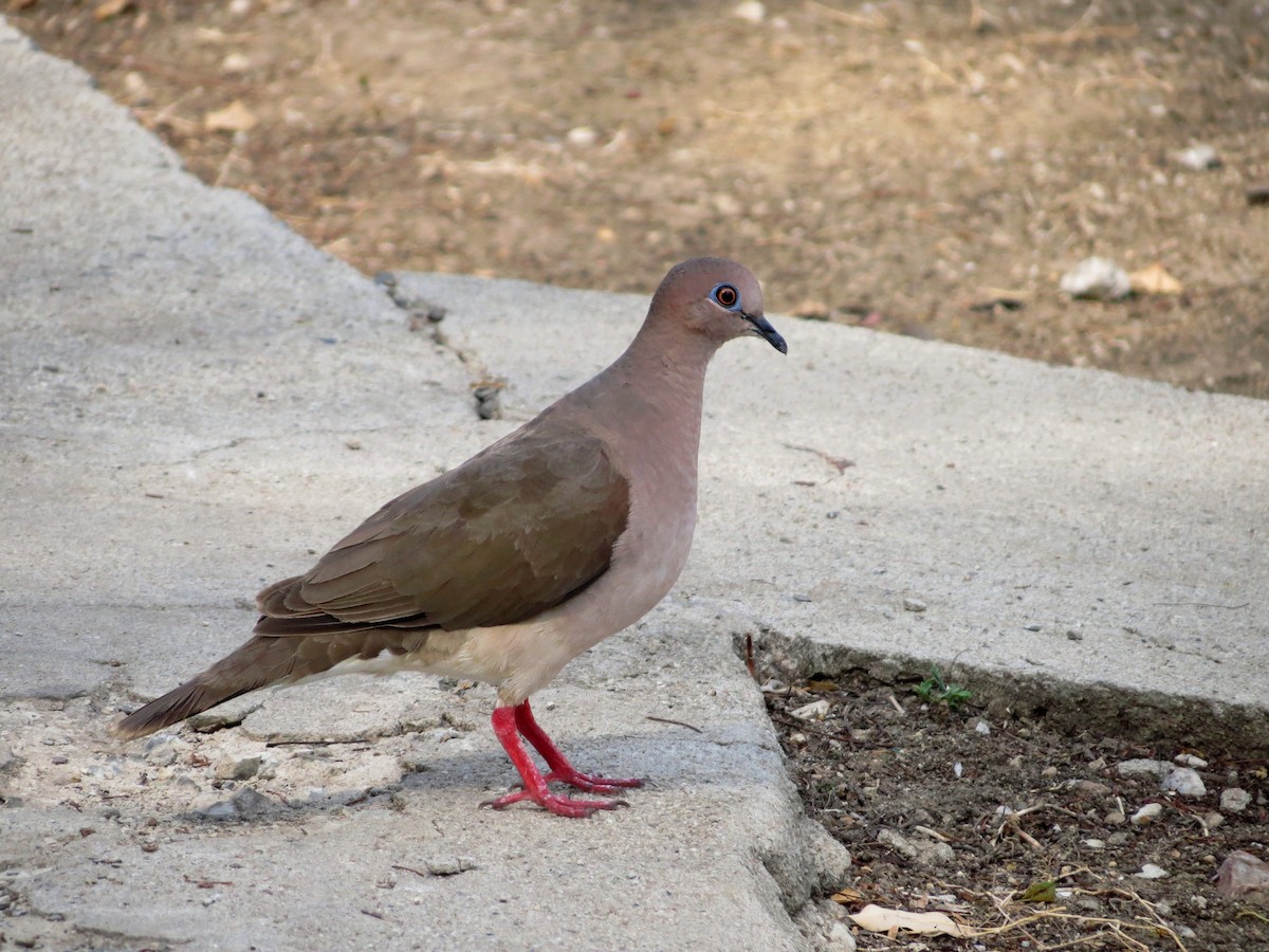 White-tipped Dove - ML128358171