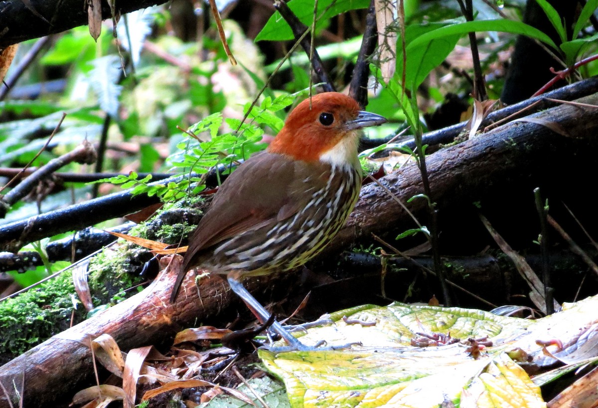 Chestnut-crowned Antpitta - Rohan van Twest