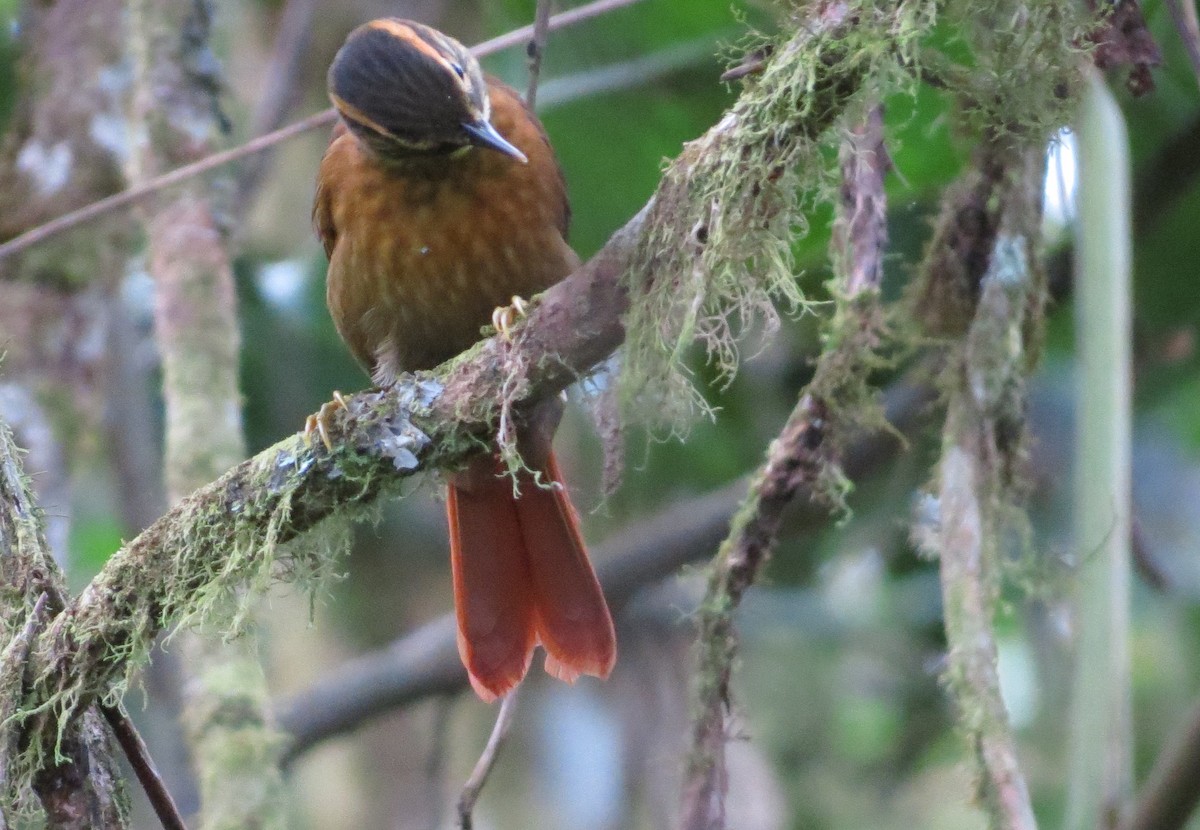 ウロコノドカマドドリ（temporalis） - ML128358971