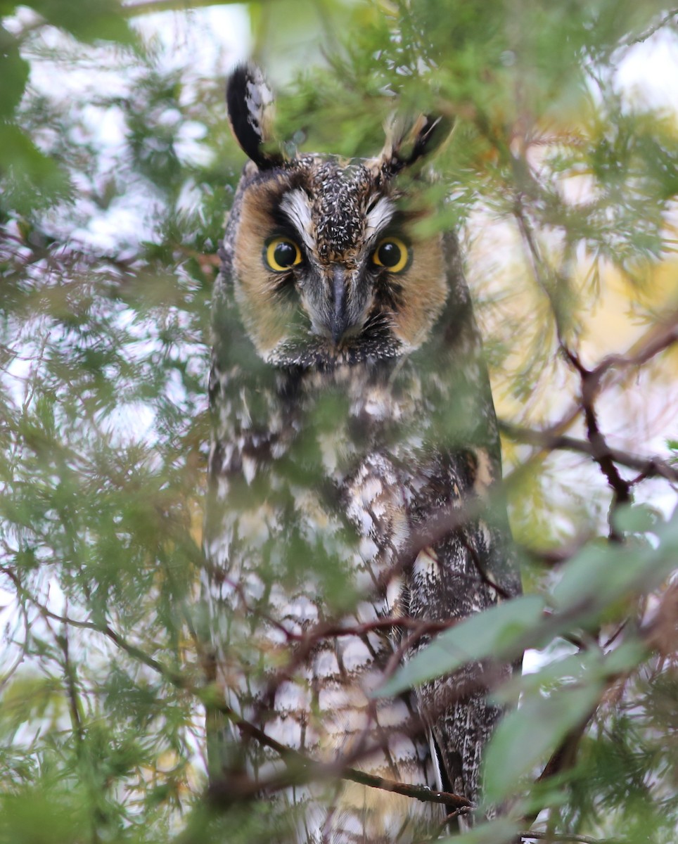 Long-eared Owl - ML128359221