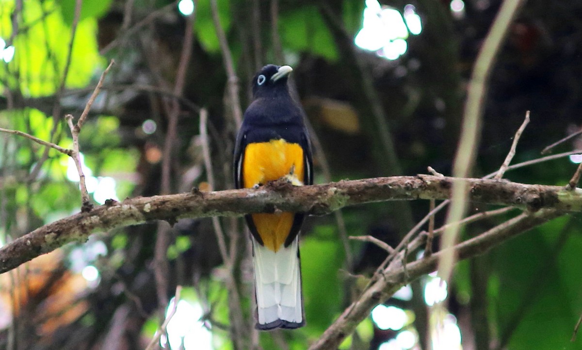 Ak Kuyruklu Trogon - ML128360031