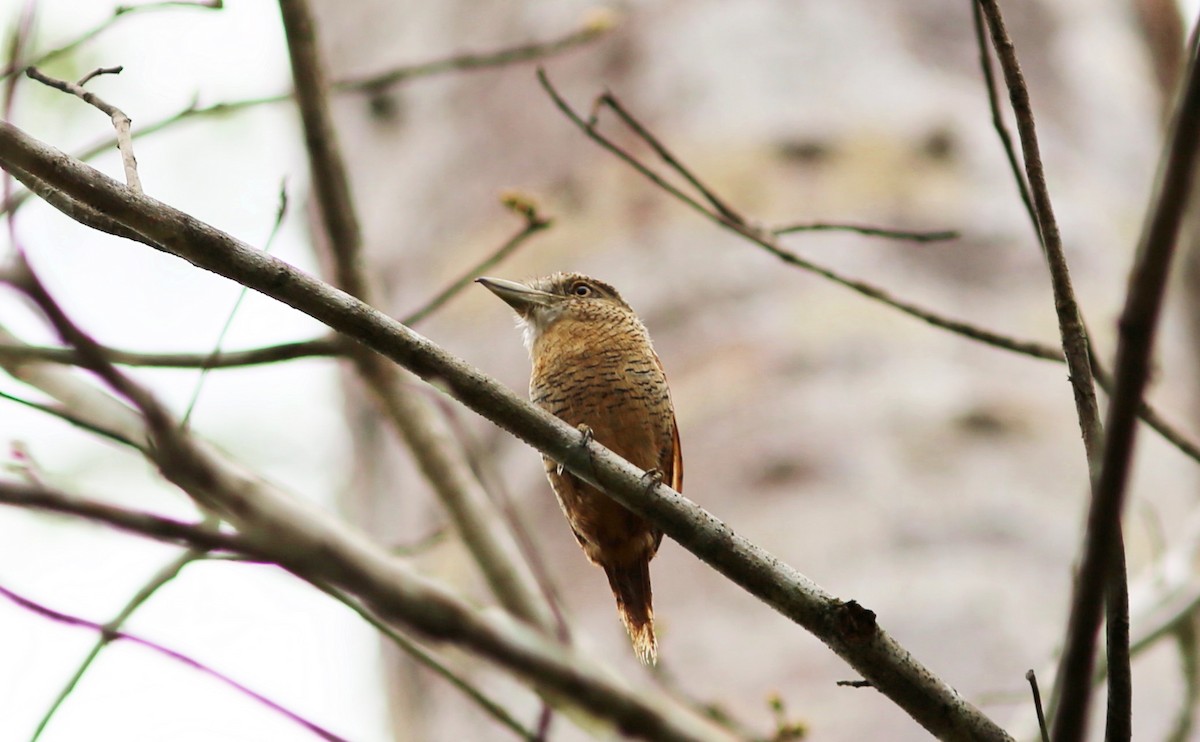 Barred Puffbird - Rohan van Twest