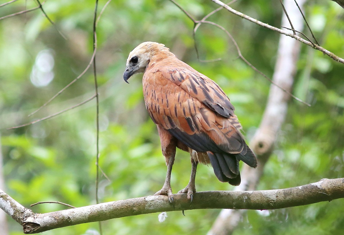 Black-collared Hawk - Rohan van Twest