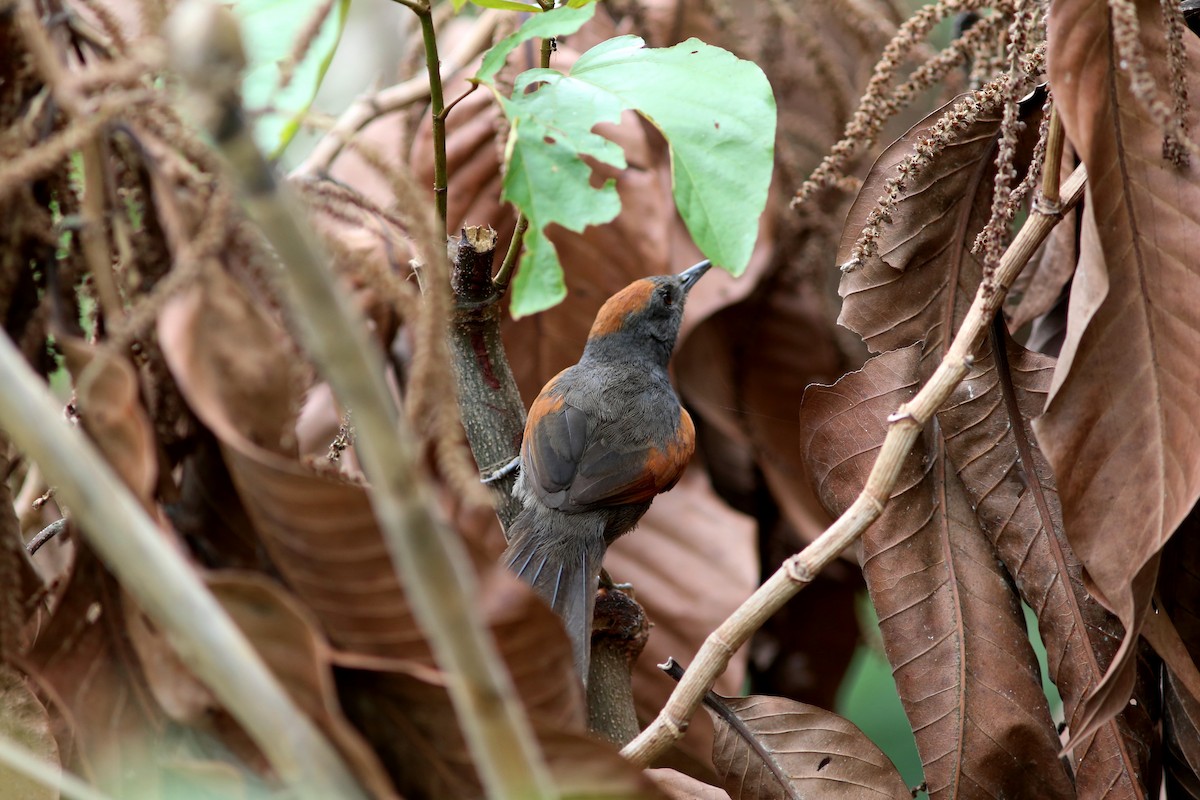 Slaty Spinetail - Rohan van Twest