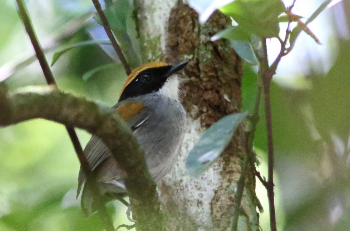 Black-cheeked Gnateater - ML128361731