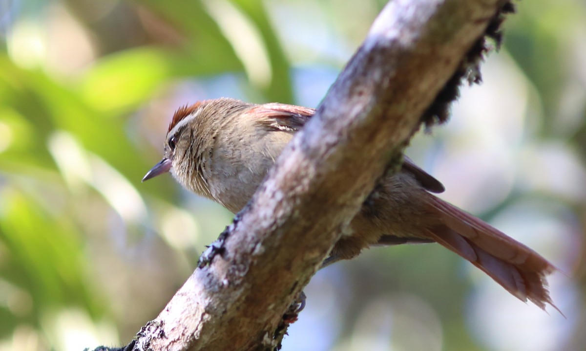 Pallid Spinetail - ML128361801