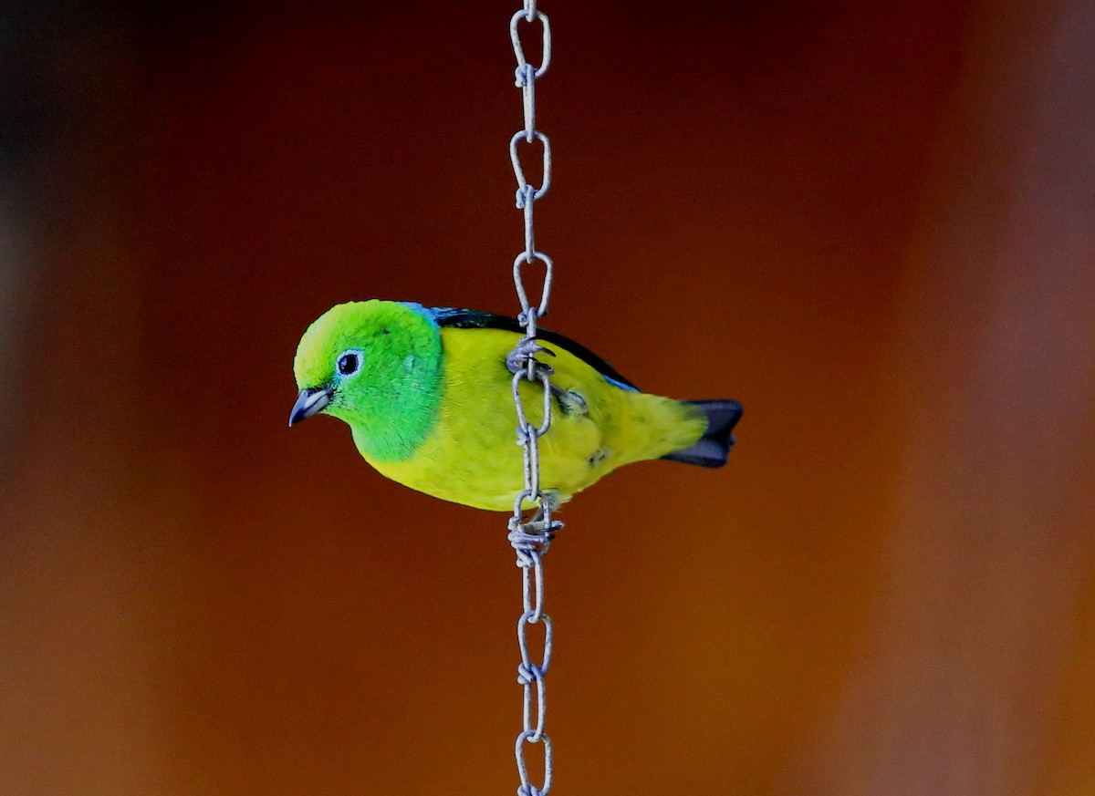 Blue-naped Chlorophonia - Rohan van Twest