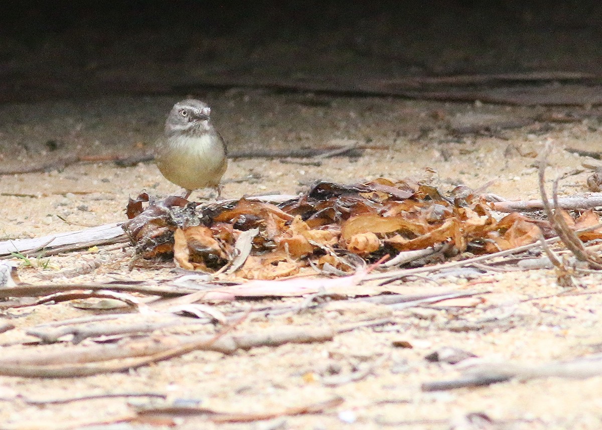 White-browed Scrubwren - ML128361891