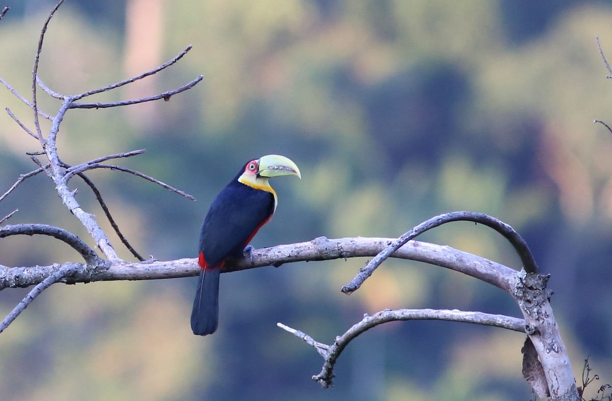 Red-breasted Toucan - ML128361961
