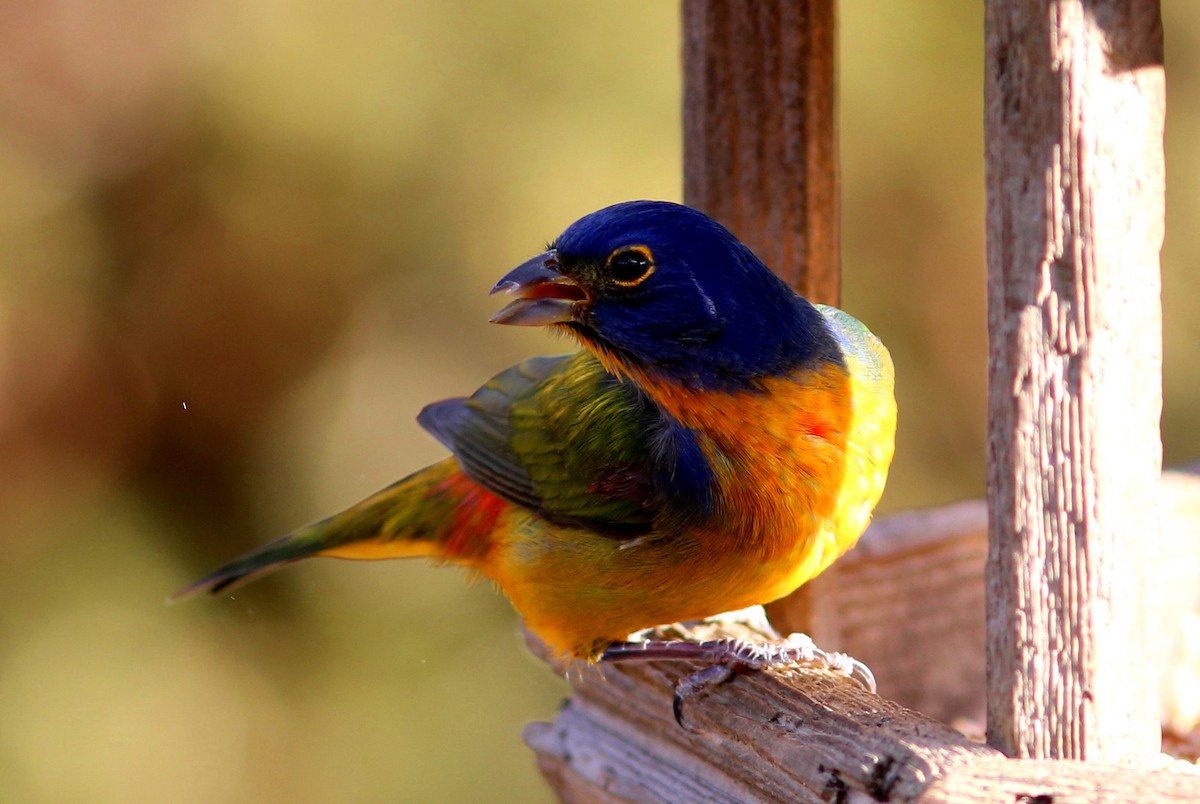 Painted Bunting - ML128362631