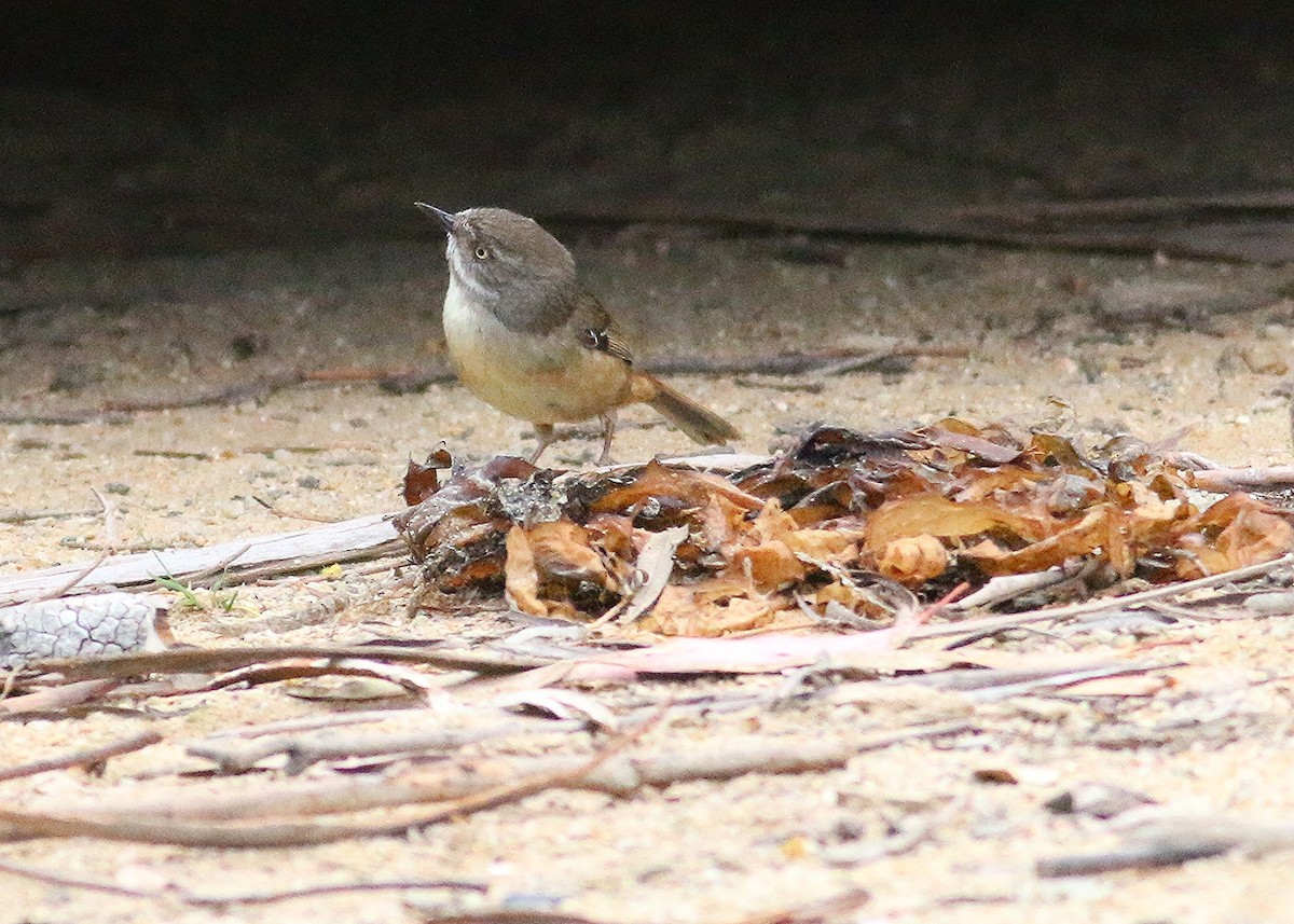 White-browed Scrubwren - ML128362741