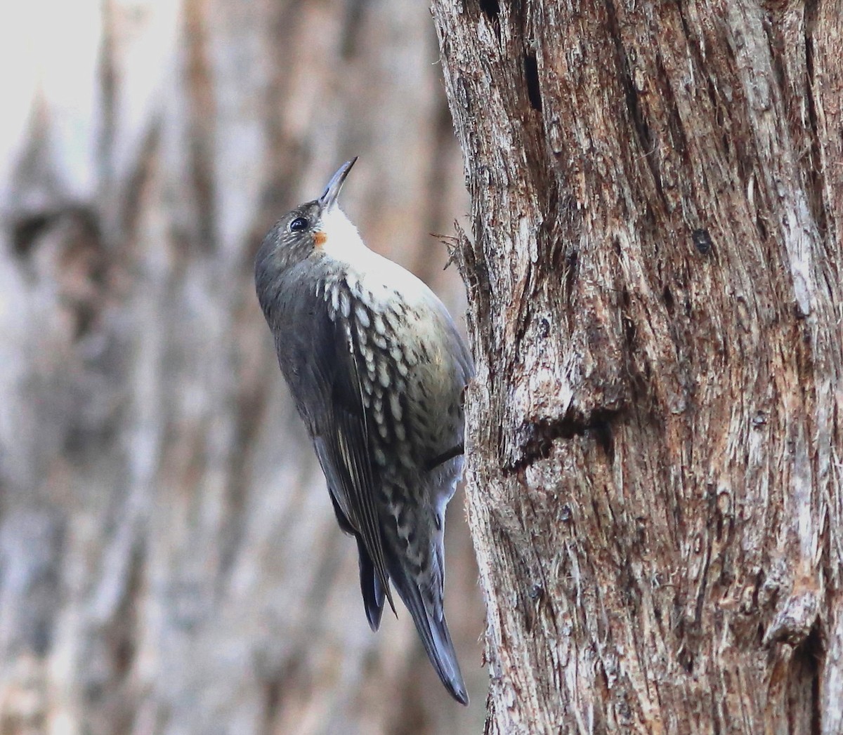 White-throated Treecreeper - ML128364921