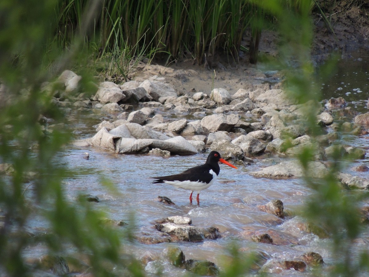 Eurasian Oystercatcher - ML128365691