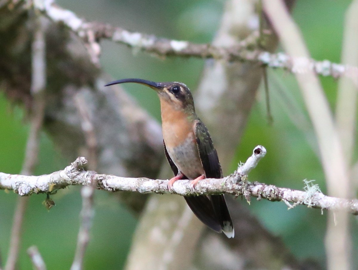 Rufous-breasted Hermit - ML128366171