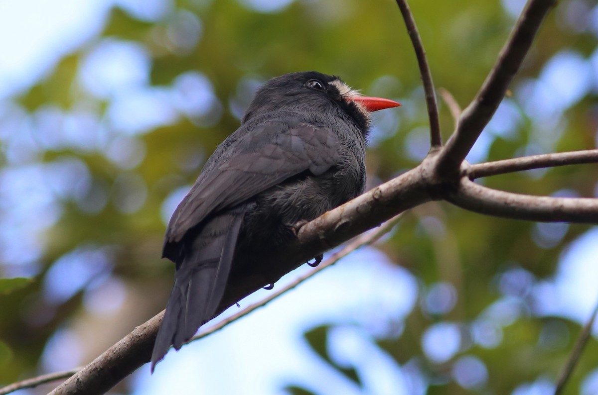 White-fronted Nunbird - ML128366371