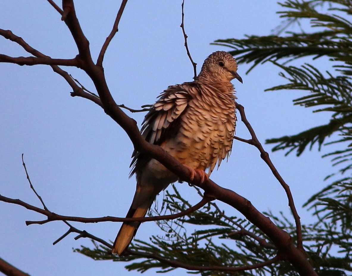 Scaled Dove - Rohan van Twest