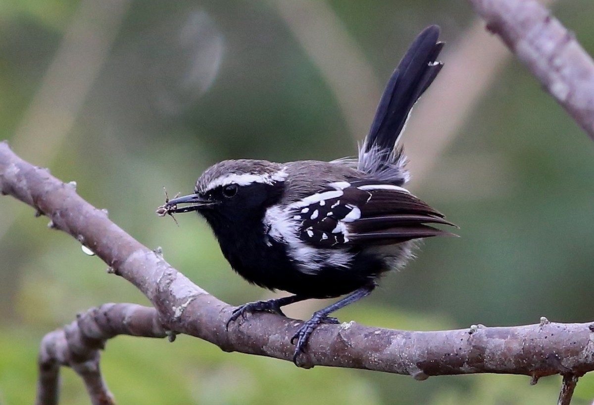 Black-bellied Antwren - Rohan van Twest