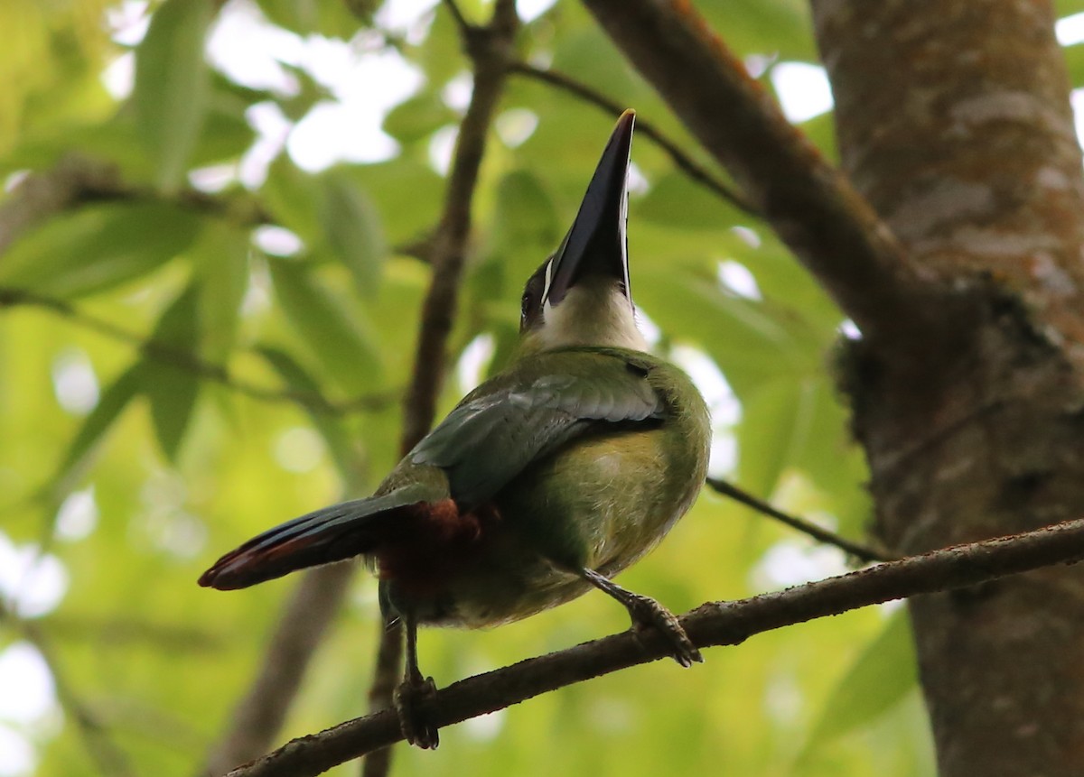 Southern Emerald-Toucanet - Rohan van Twest