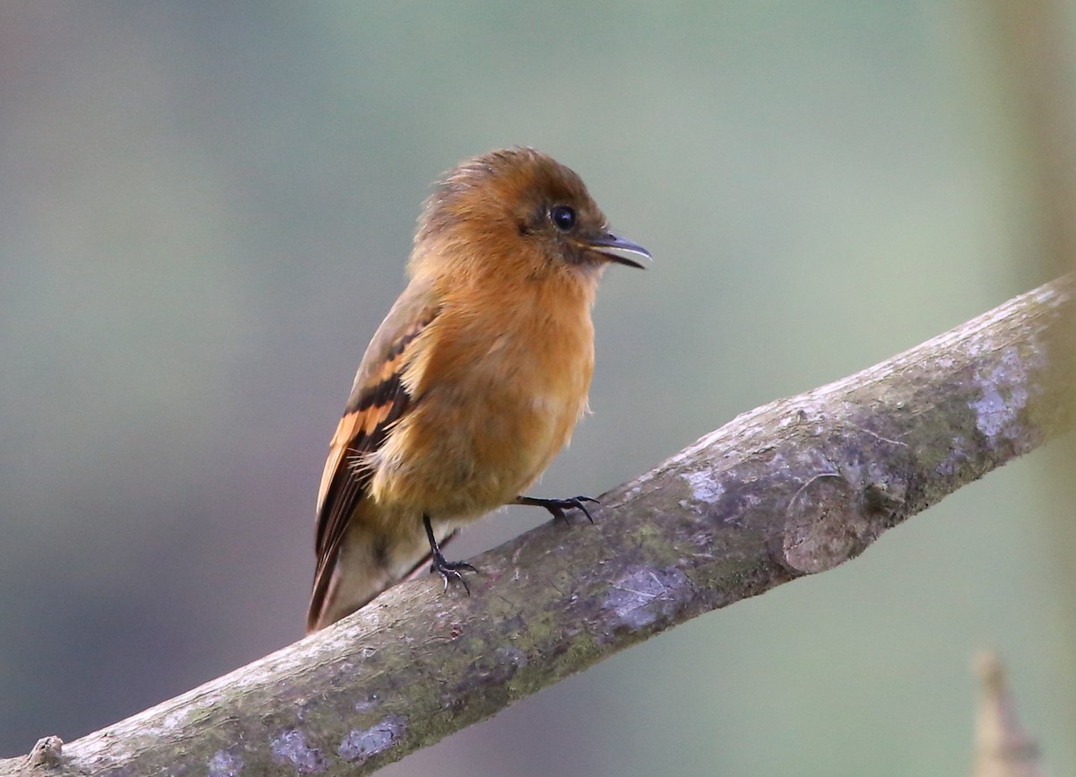 Cinnamon Flycatcher - ML128366981