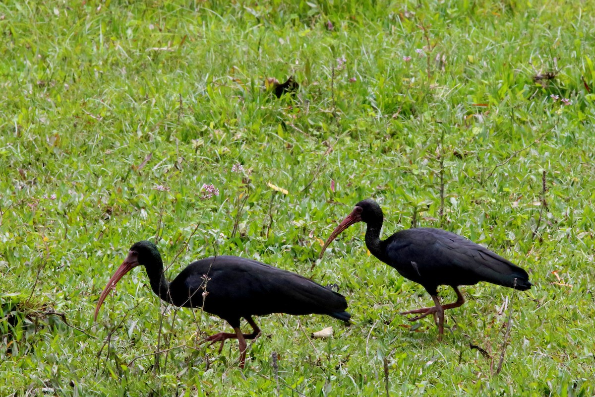 Ibis à face nue - ML128367021