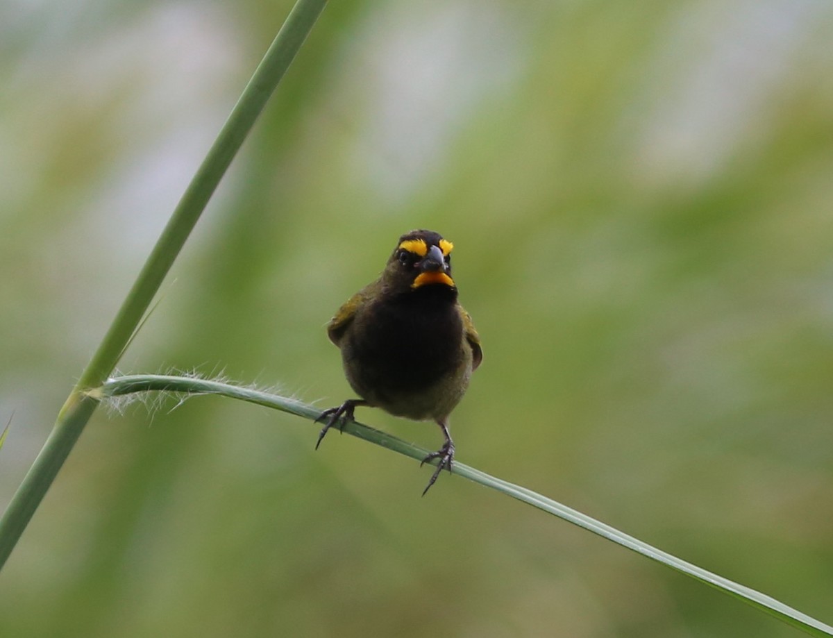 Yellow-faced Grassquit - ML128367201