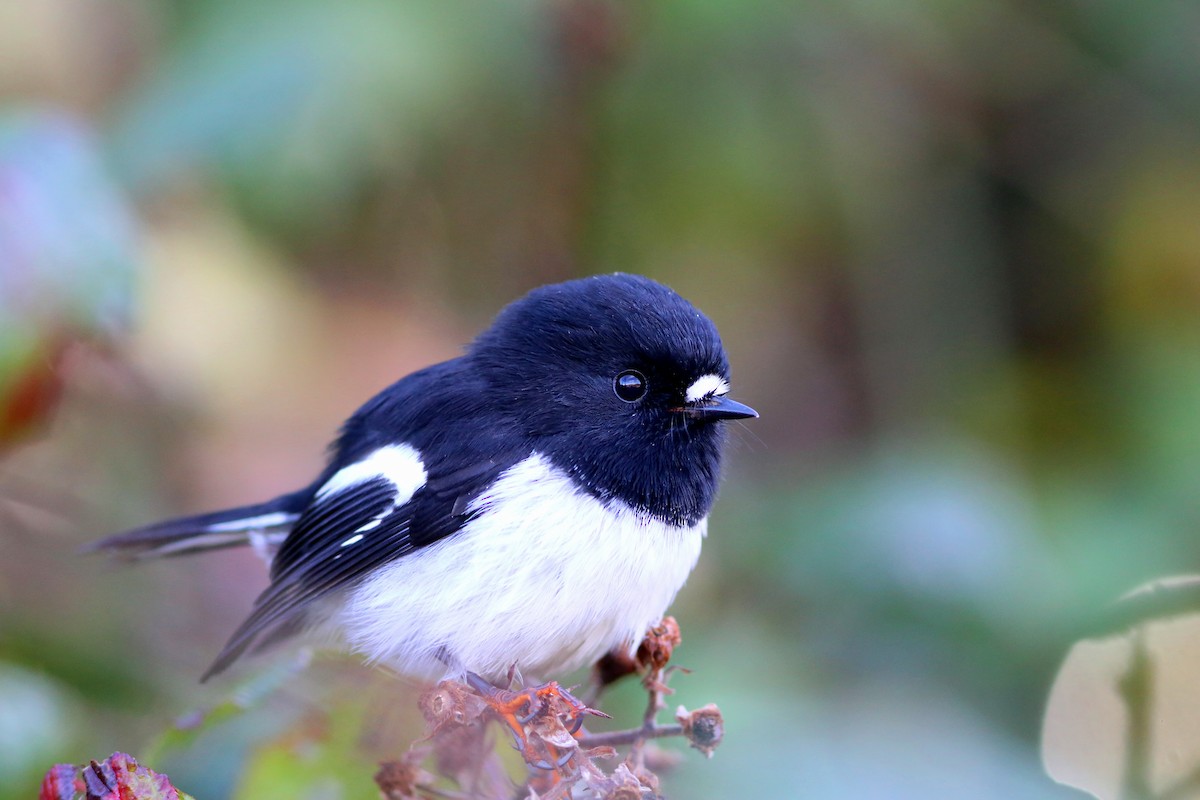 Tomtit (New Zealand) - ML128367621