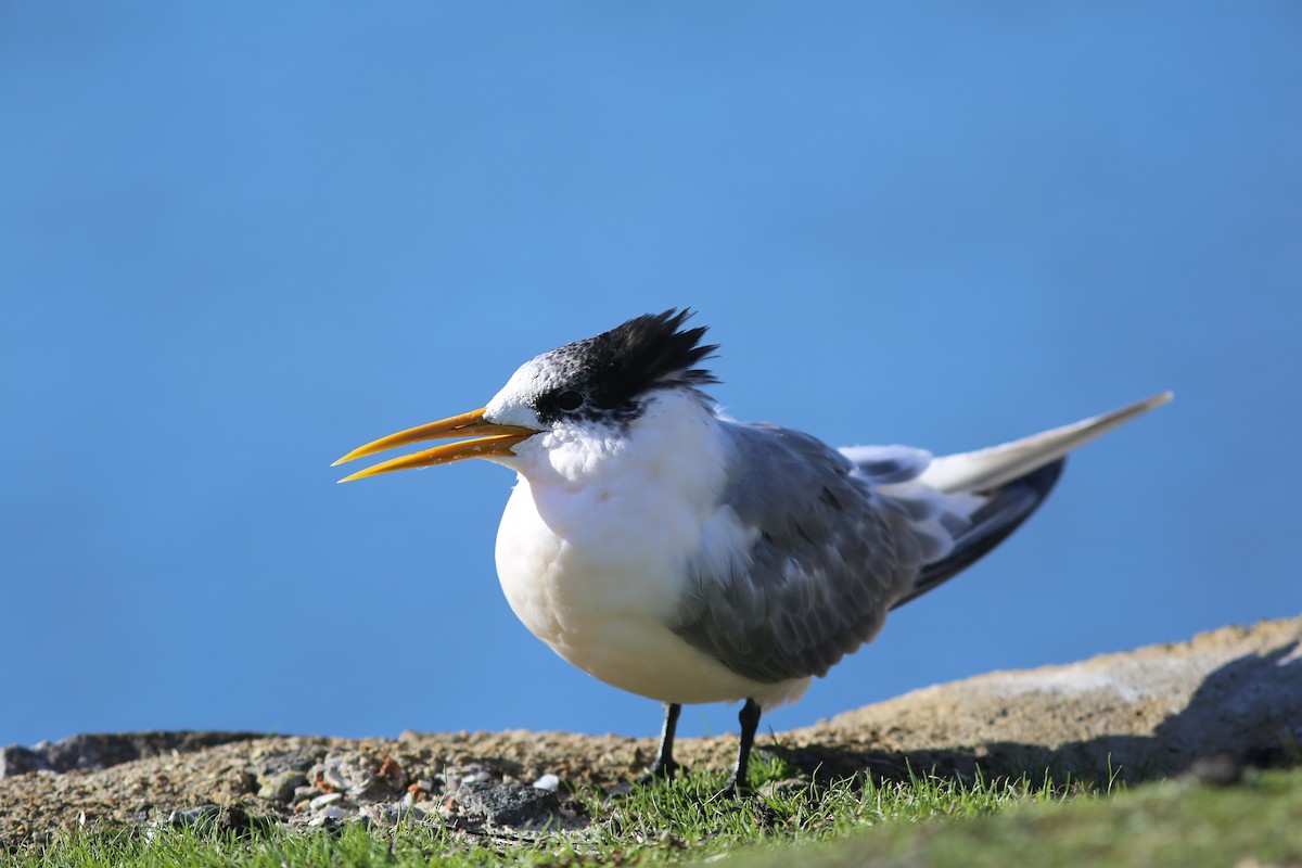 Great Crested Tern - Rohan van Twest