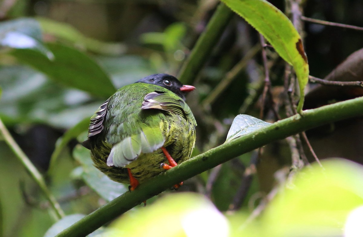 Green-and-black Fruiteater (Green-and-black) - Rohan van Twest