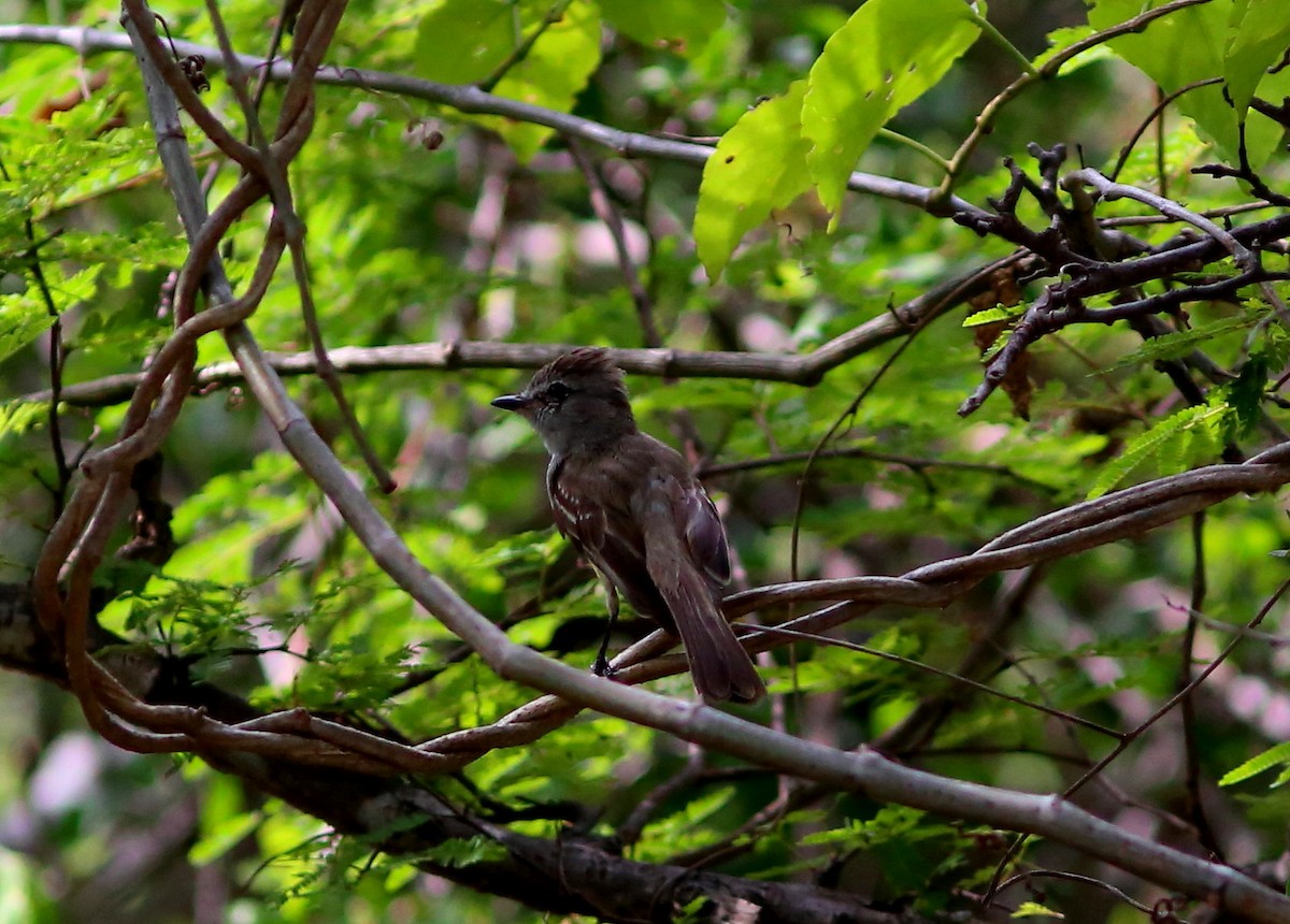 Northern Scrub-Flycatcher - ML128368081