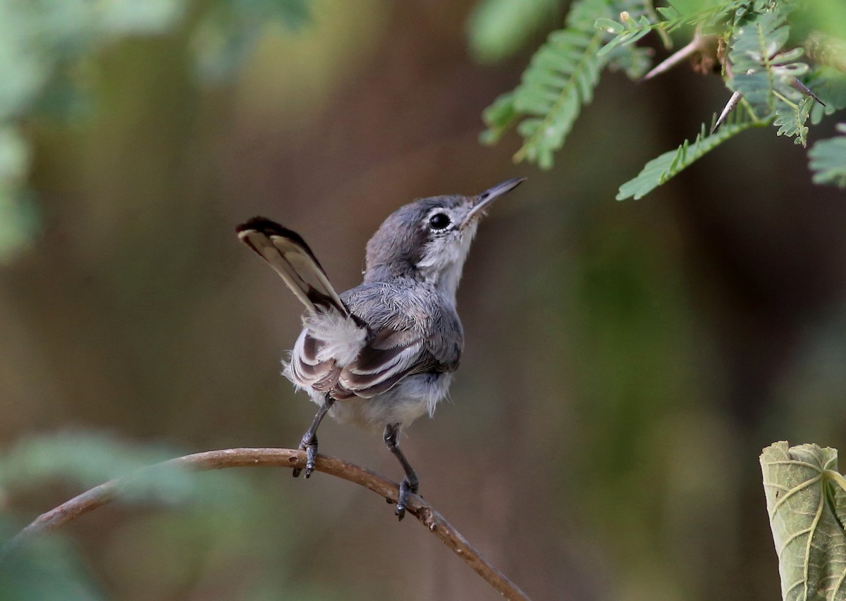 Tropical Gnatcatcher - ML128368141