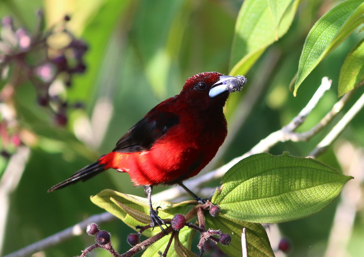 Crimson-backed Tanager - ML128368291