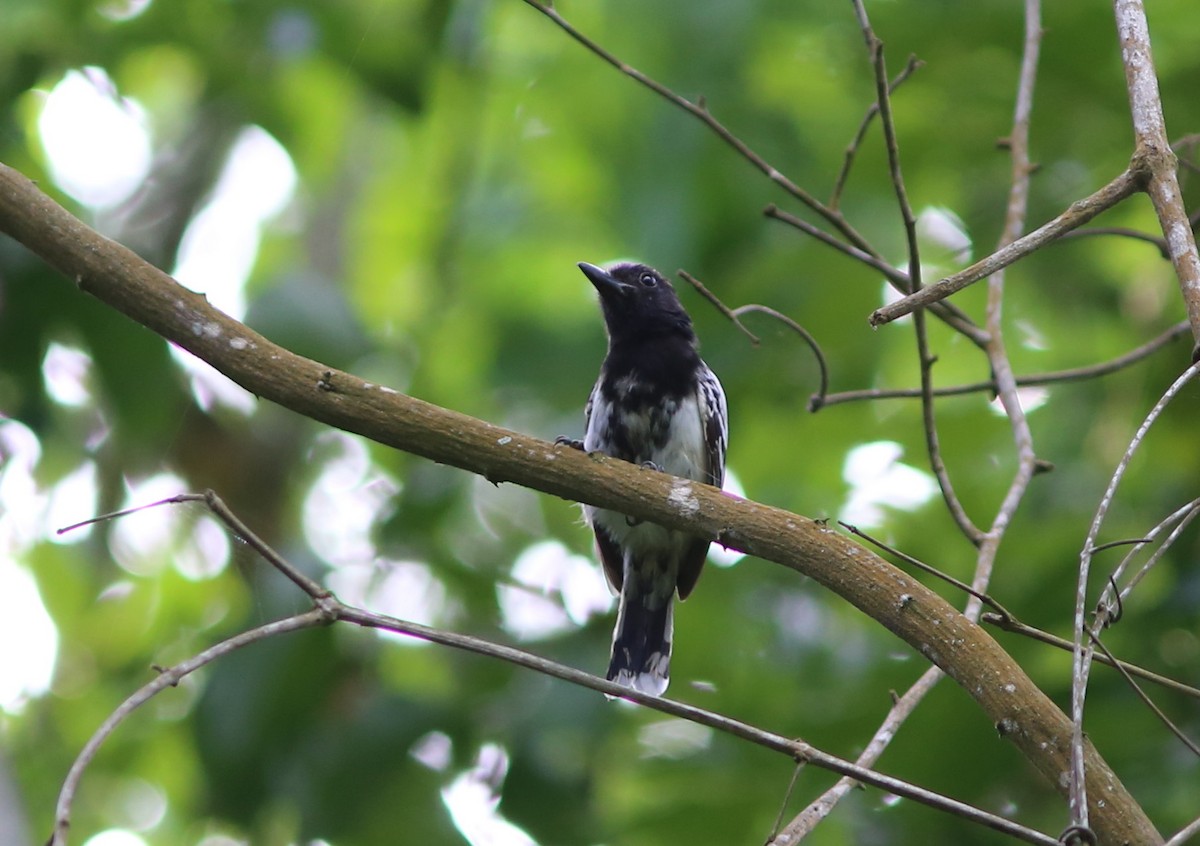 Black-backed Antshrike - ML128368301