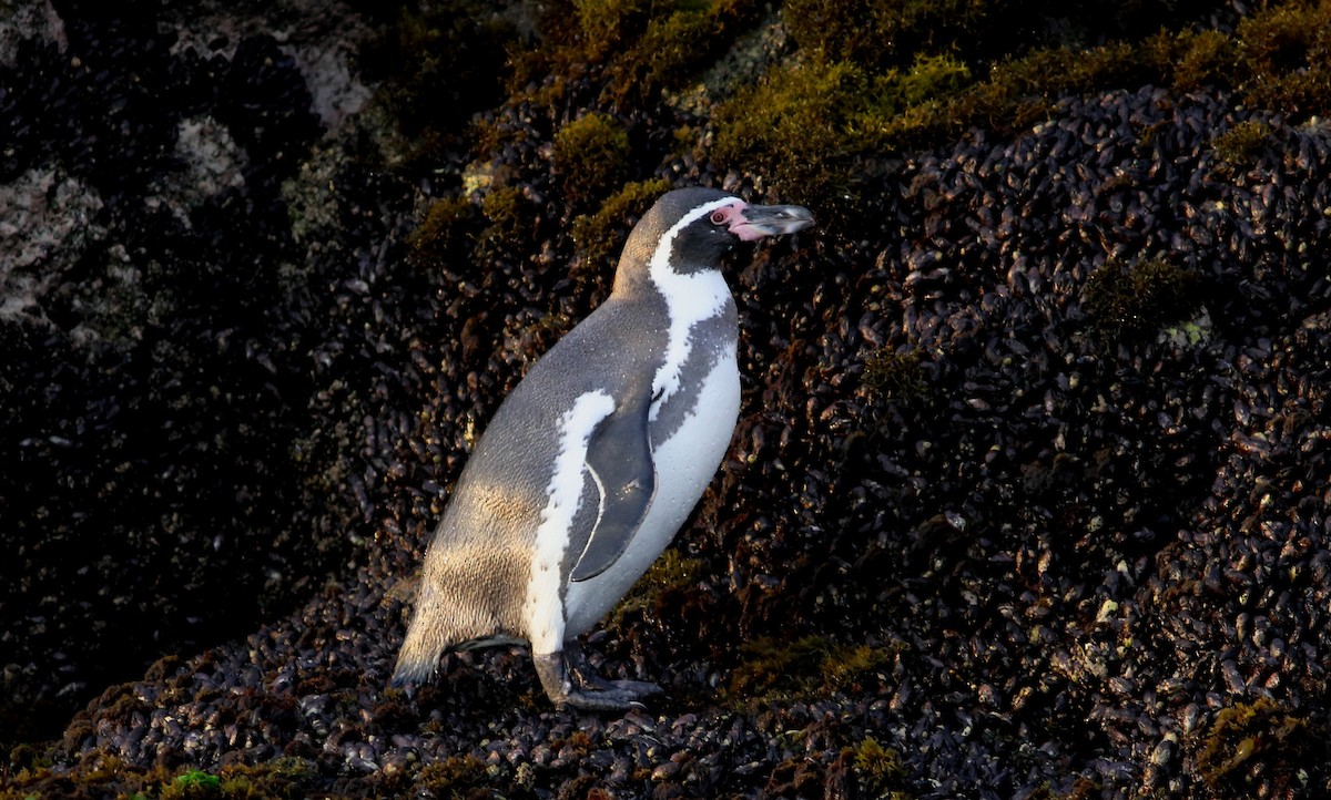 Humboldt Penguin - ML128368441