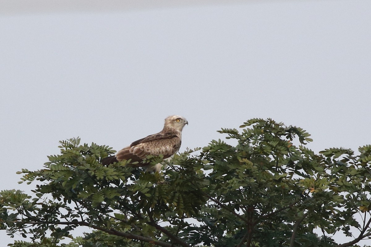 Short-toed Snake-Eagle - ML128369561