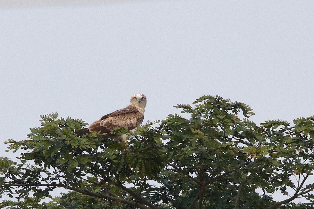 Short-toed Snake-Eagle - ML128369571