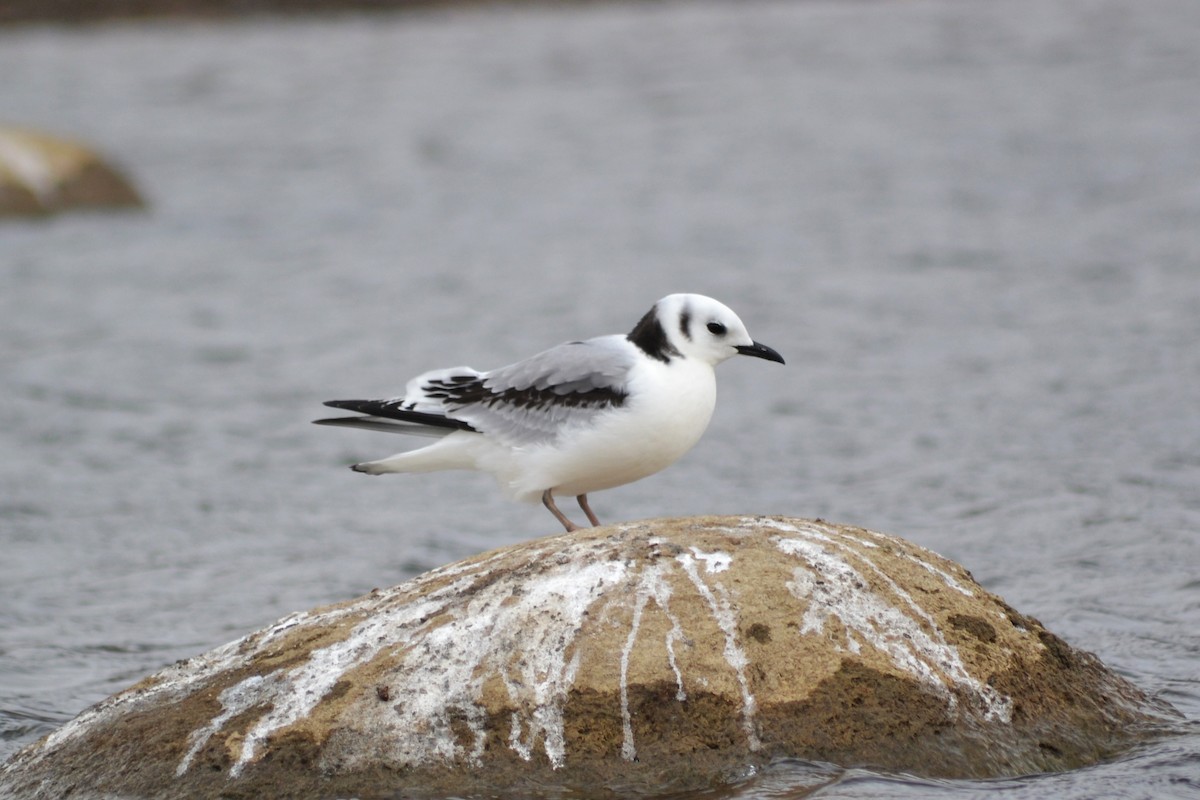 Mouette tridactyle - ML128370671