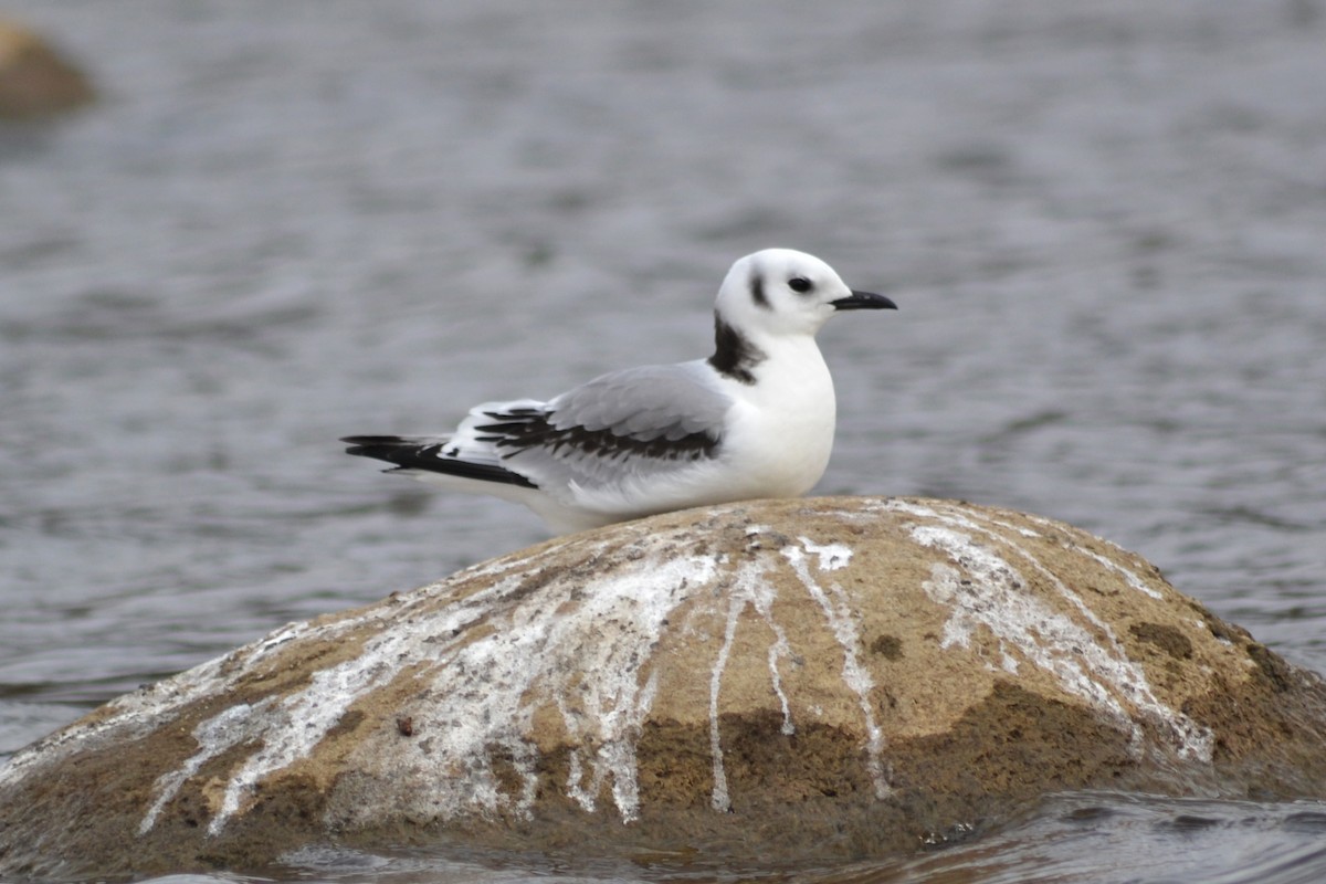 Mouette tridactyle - ML128370681