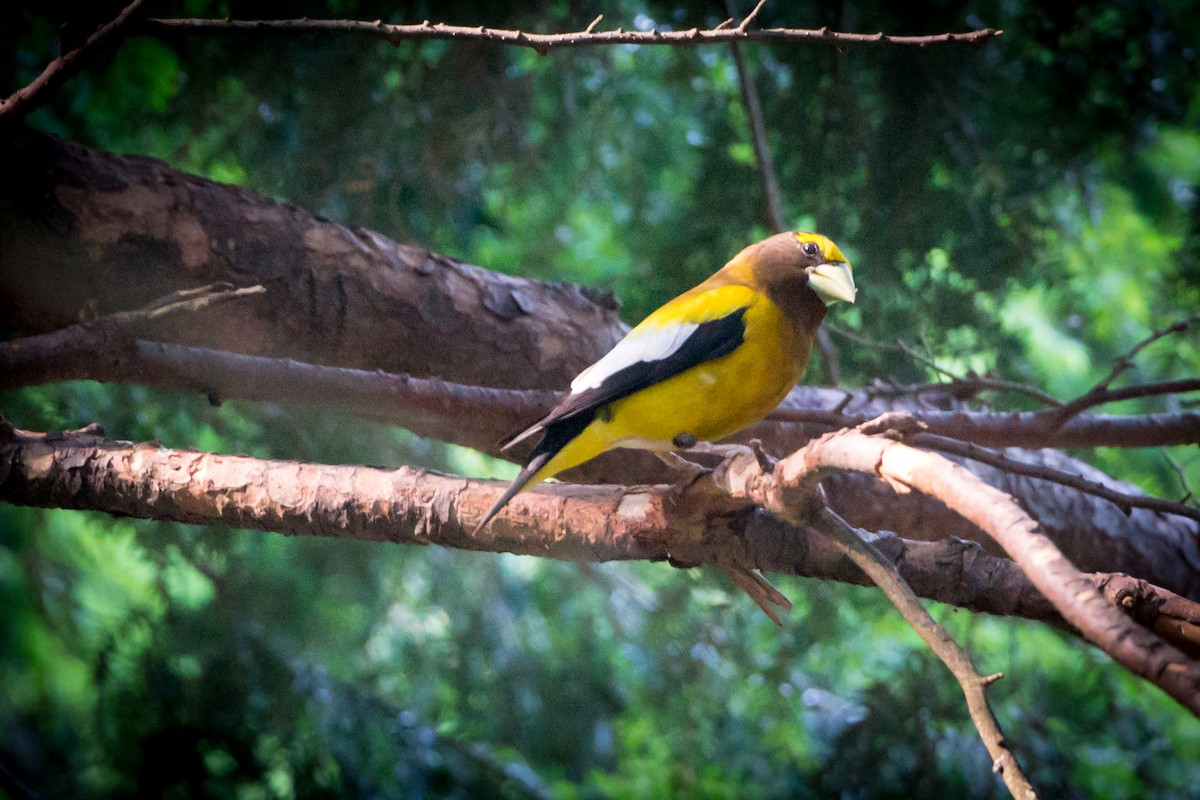 Evening Grosbeak - ML128371591