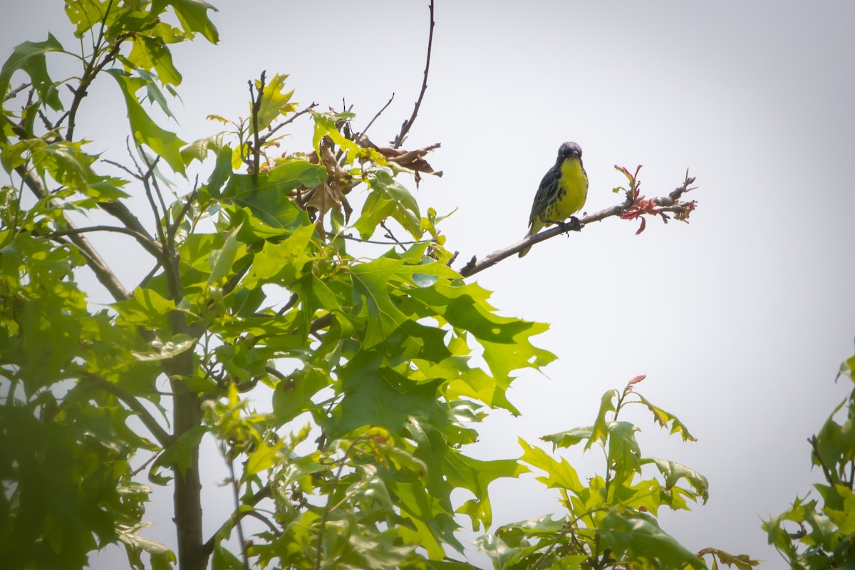 Kirtland's Warbler - Andrew Cannizzaro