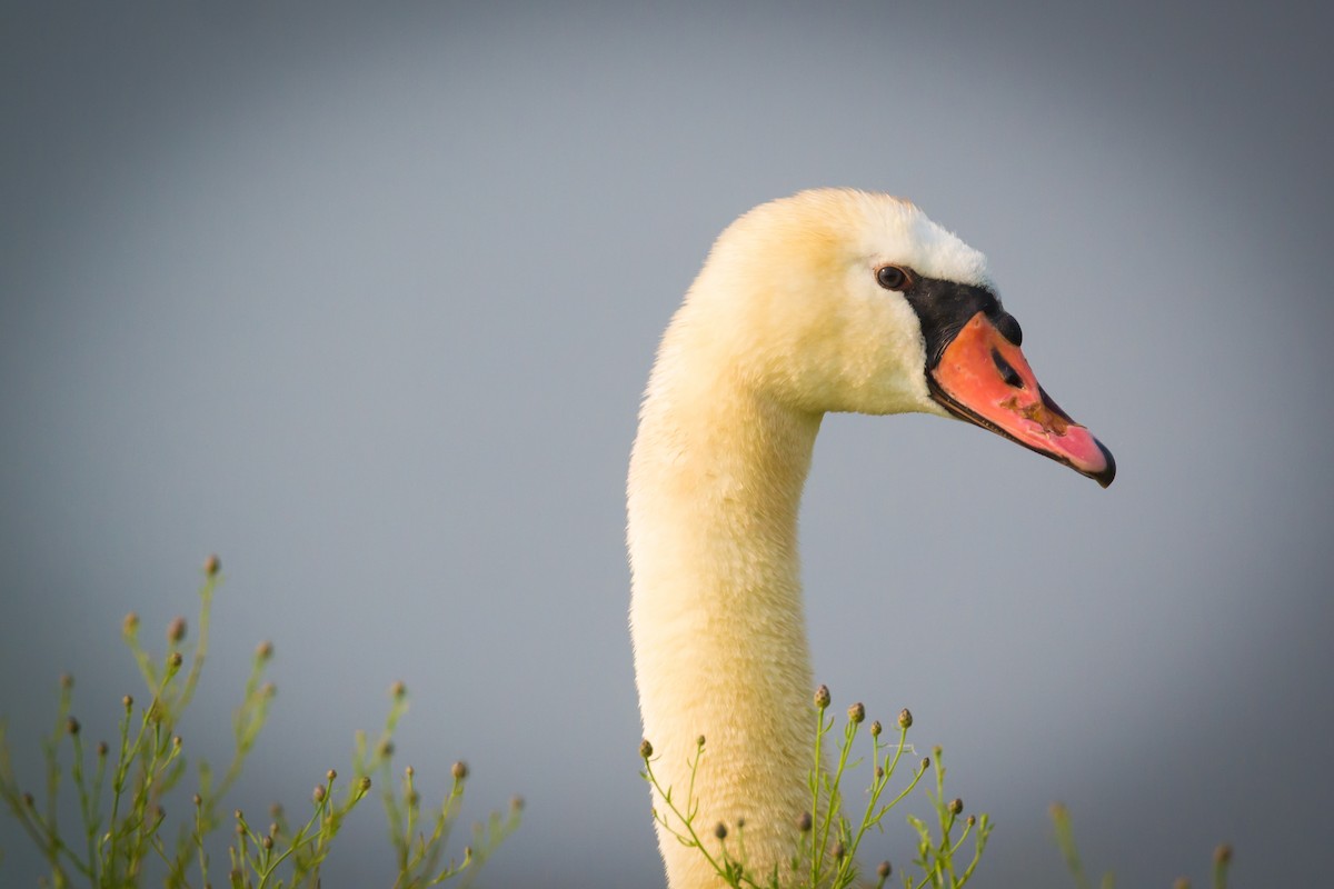 Mute Swan - Andrew Cannizzaro