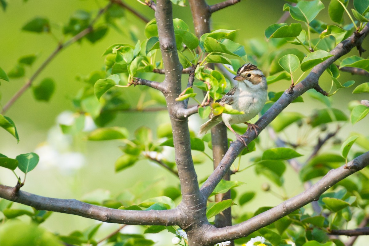 Clay-colored Sparrow - Andrew Cannizzaro