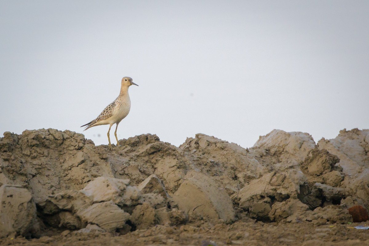 Buff-breasted Sandpiper - ML128371641