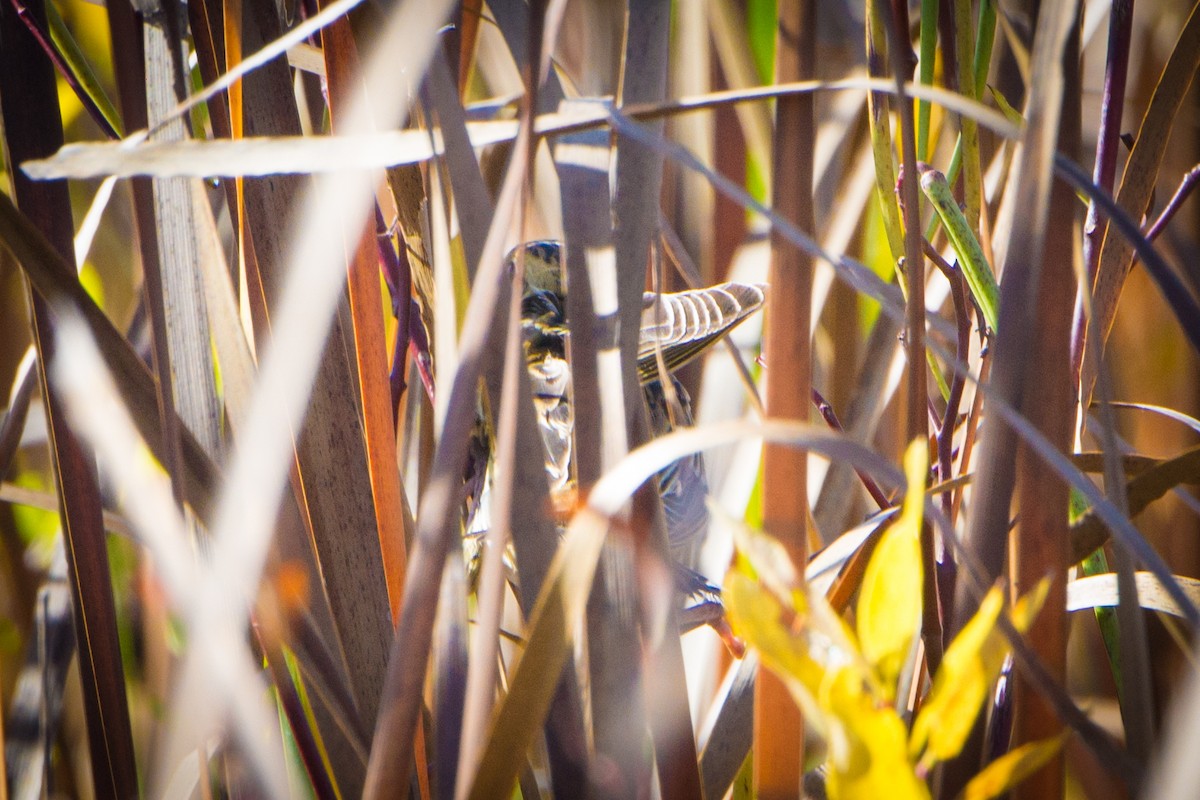 Grasshopper/Henslow's Sparrow - ML128371661