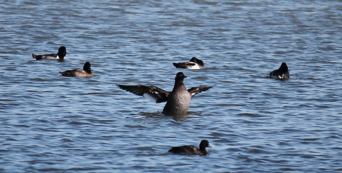 White-winged Scoter - Stephan Lorenz