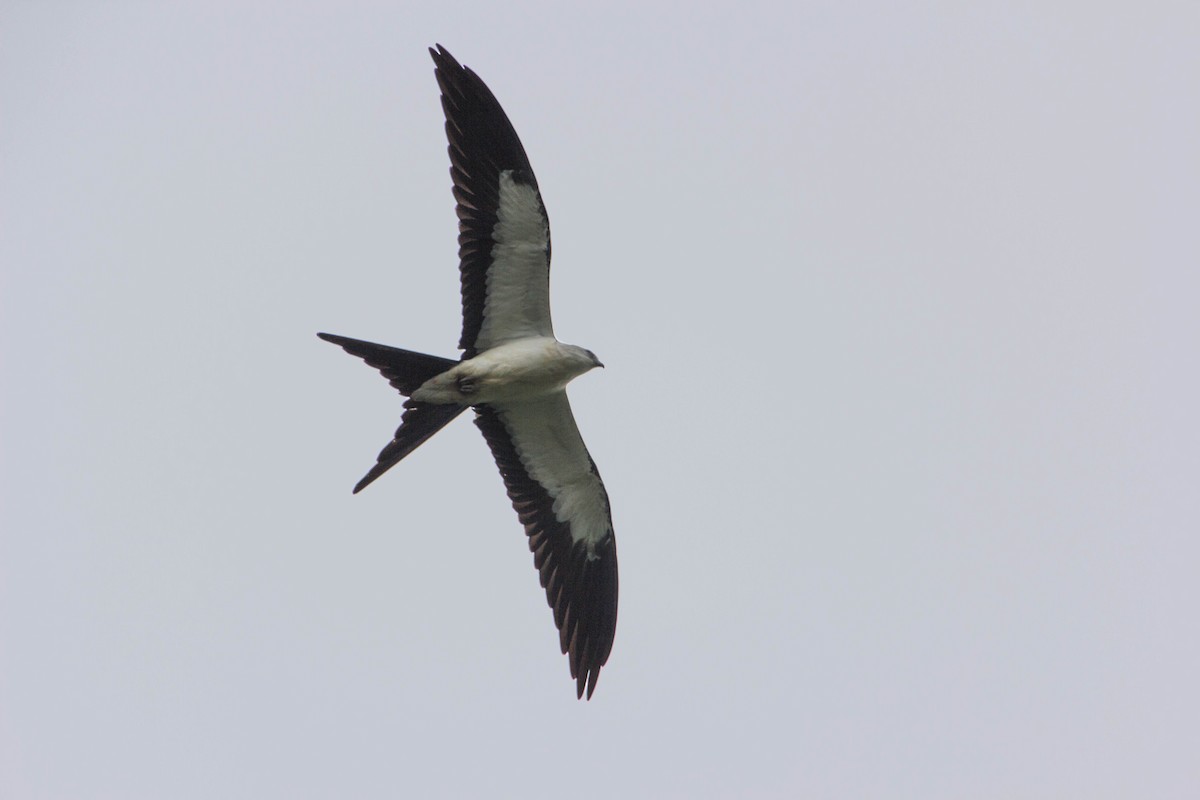 Swallow-tailed Kite - ML128373711