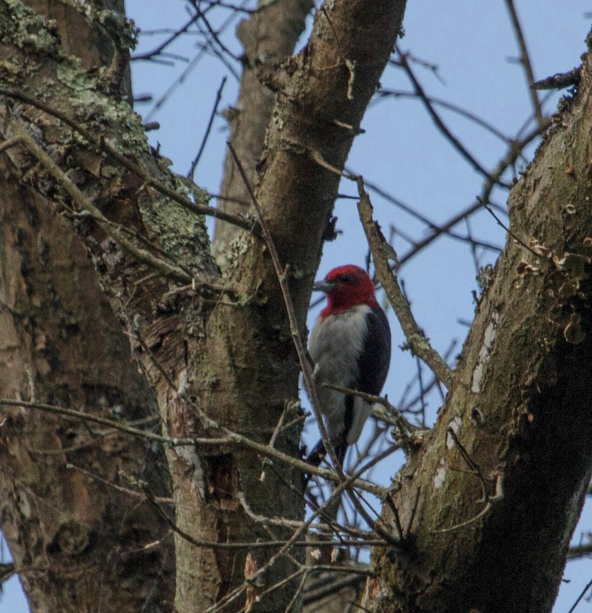 Red-headed Woodpecker - ML128373761